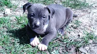 Baby girl # 2, a female American Bully for sale in Lexington, SC – 7 of 9