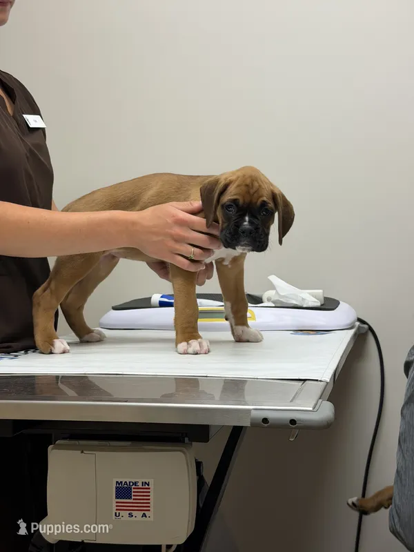 Chloe – Boxer puppy for sale in Mechanic Falls, ME