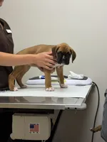Chloe, a female Boxer for sale in Mechanic Falls, ME – 1 of 2