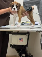 Mike , a male Boxer for sale in Mechanic Falls, ME – 2 of 3