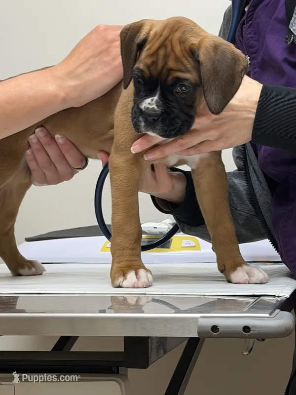 Freckles – Boxer puppy for sale in Mechanic Falls, ME