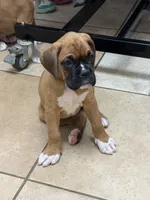 Chloe, a female Boxer for sale in Mechanic Falls, ME – 2 of 2