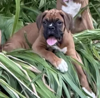 Chloe, a female Boxer for sale in Portland, ME – 2 of 3