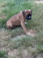 Freckles, a female Boxer for sale in Portland, ME – 2 of 4