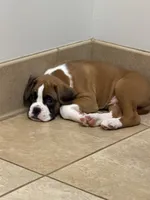 Mike , a male Boxer for sale in Mechanic Falls, ME – 3 of 3