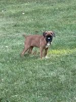 Freckles, a female Boxer for sale in Portland, ME – 1 of 4