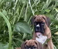 Freckles, a female Boxer for sale in Portland, ME – 3 of 4