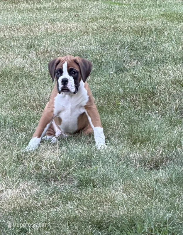 Mike  – Boxer puppy for sale in Portland, ME