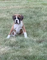 Mike , a male Boxer for sale in Portland, ME – 1 of 4