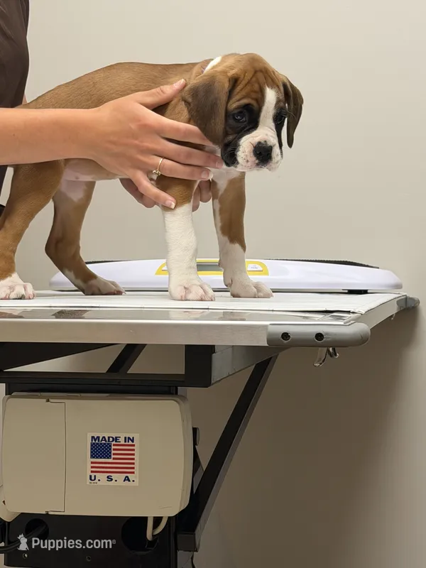 Mike  – Boxer puppy for sale in Mechanic Falls, ME