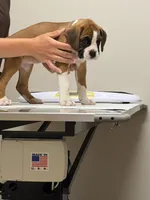 Mike , a male Boxer for sale in Mechanic Falls, ME – 1 of 3