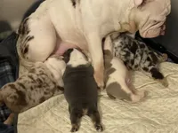Fran, a male English Bulldog for sale in Philadelphia, PA – 4 of 4