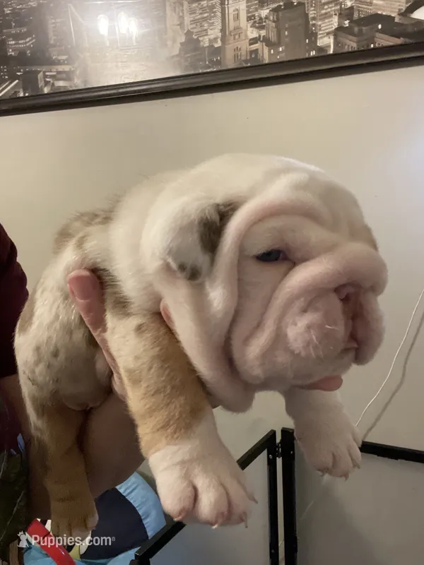 Fran – English Bulldog puppy for sale in Philadelphia, PA