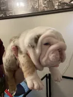 Fran, a male English Bulldog for sale in Philadelphia, PA – 1 of 4