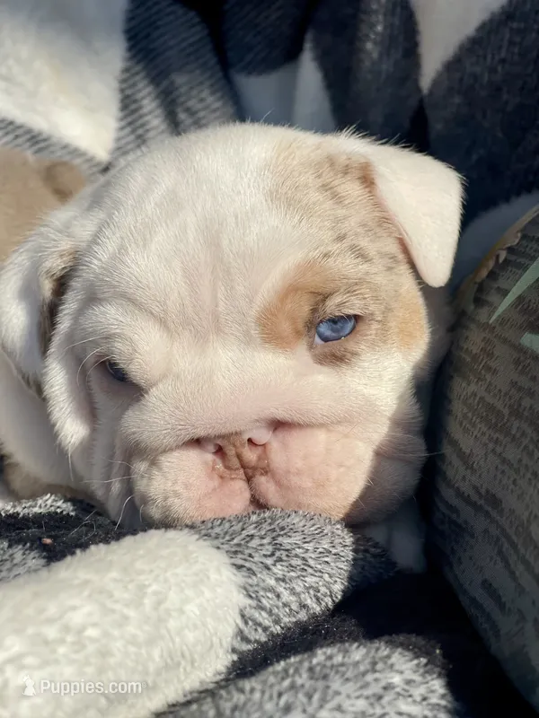 Fran – English Bulldog puppy for sale in Philadelphia, PA