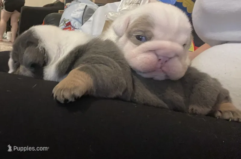 Ben – English Bulldog puppy for sale in Philadelphia, PA