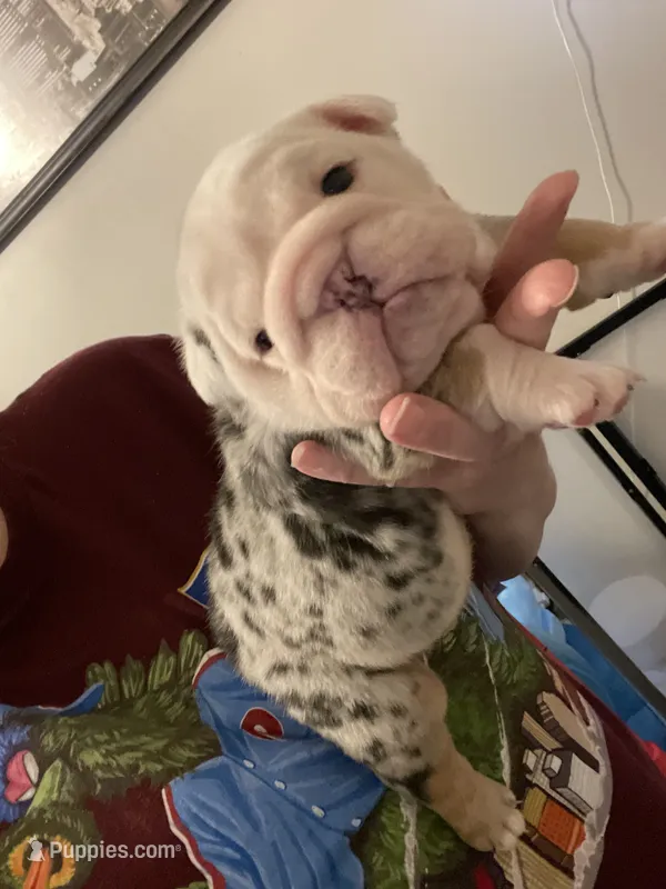 Jude – English Bulldog puppy for sale in Philadelphia, PA