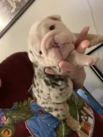 Jude, a male English Bulldog for sale in Philadelphia, PA – 1 of 6