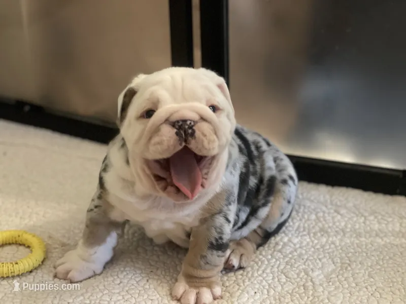 Jude – English Bulldog puppy for sale in Philadelphia, PA