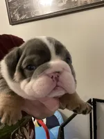 Chris, a male English Bulldog for sale in Philadelphia, PA – 2 of 4