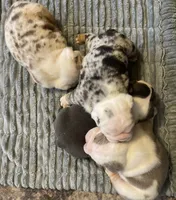 Jude, a male English Bulldog for sale in Philadelphia, PA – 5 of 6