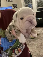 Jude, a male English Bulldog for sale in Philadelphia, PA – 2 of 6