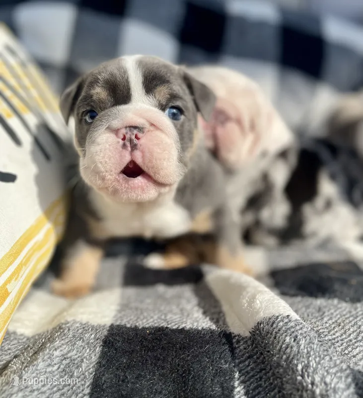 Chris – English Bulldog puppy for sale in Philadelphia, PA