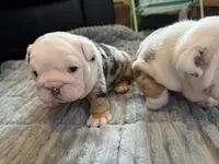 Jude, a male English Bulldog for sale in Philadelphia, PA – 6 of 6