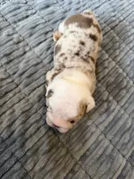 Fran, a male English Bulldog for sale in Philadelphia, PA – 3 of 4