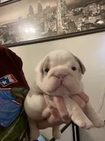 Ben, a male English Bulldog for sale in Philadelphia, PA – 2 of 4