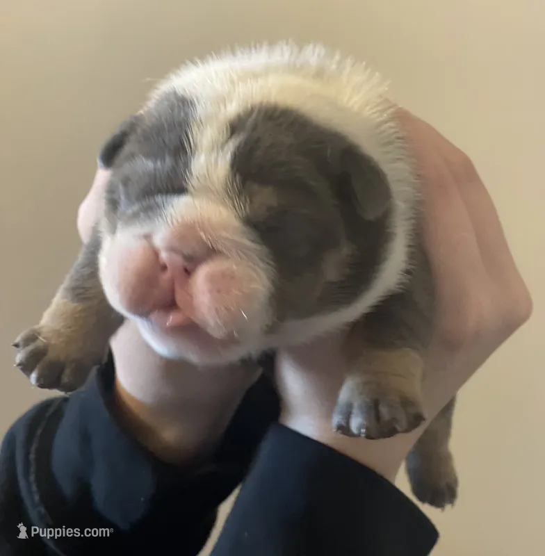 Chris – English Bulldog puppy for sale in Philadelphia, PA