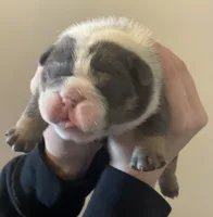 Chris, a male English Bulldog for sale in Philadelphia, PA – 1 of 4