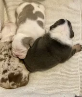 Ben, a male English Bulldog for sale in Philadelphia, PA – 4 of 4