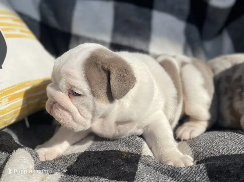 Ben – English Bulldog puppy for sale in Philadelphia, PA