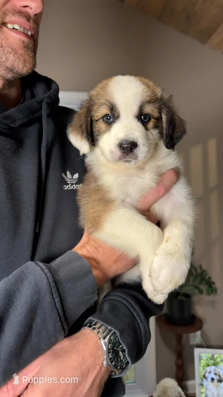 Blair  – Australian Shepherd, Great Pyrenees puppy for sale in Lexington, SC
