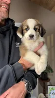 Blair , a male Australian Shepherd and Great Pyrenees for sale in Lexington, SC – 1 of 2