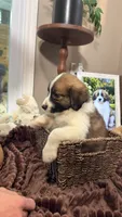 Nick , a male Australian Shepherd and Great Pyrenees for sale in Lexington, SC – 3 of 4