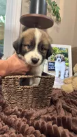 Nick , a male Australian Shepherd and Great Pyrenees for sale in Lexington, SC – 2 of 4