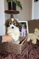Teddy, a male Australian Shepherd and Great Pyrenees for sale in Lexington, SC – 3 of 4