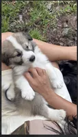 Elliot, a male Australian Shepherd and Great Pyrenees for sale in Lexington, SC – 1 of 3