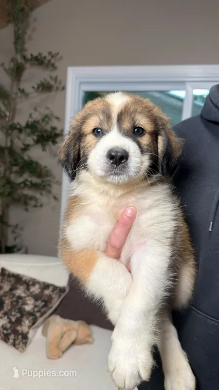 Monique  – Australian Shepherd, Great Pyrenees puppy for sale in Lexington, SC
