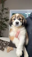 Monique , a female Australian Shepherd and Great Pyrenees for sale in Lexington, SC – 1 of 1