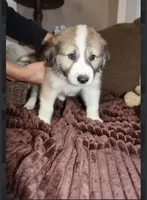 Elliot, a male Australian Shepherd and Great Pyrenees for sale in Lexington, SC – 2 of 3
