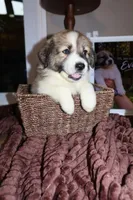 Eva , a female Australian Shepherd and Great Pyrenees for sale in Lexington, SC – 2 of 3