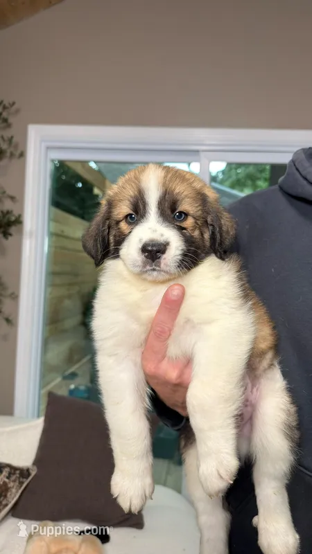 Nick  – Australian Shepherd, Great Pyrenees puppy for sale in Lexington, SC