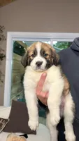Nick , a male Australian Shepherd and Great Pyrenees for sale in Lexington, SC – 1 of 4