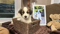 Blair , a male Australian Shepherd and Great Pyrenees for sale in Lexington, SC – 2 of 2
