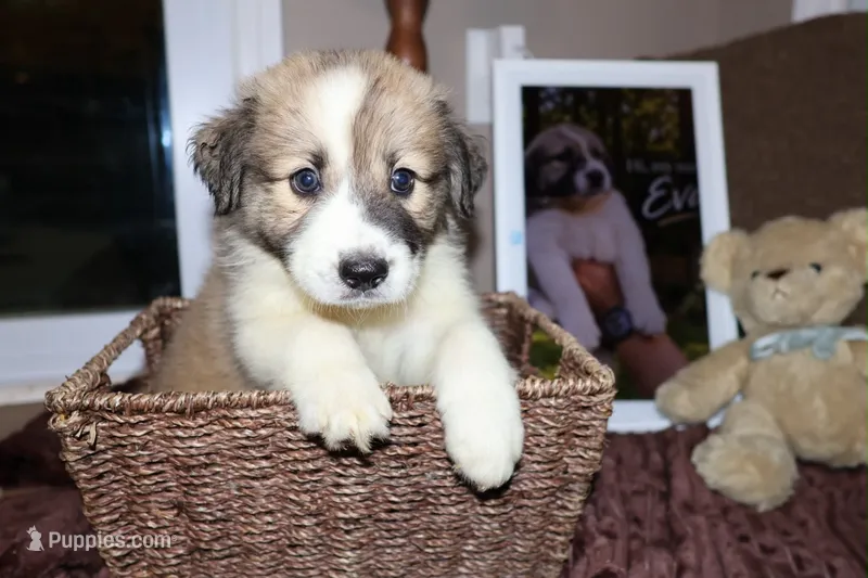 Eva  – Australian Shepherd, Great Pyrenees puppy for sale in Lexington, SC
