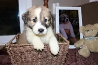 Eva , a female Australian Shepherd and Great Pyrenees for sale in Lexington, SC – 1 of 3