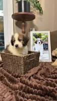 Freya, a male Australian Shepherd and Great Pyrenees for sale in Lexington, SC – 2 of 4